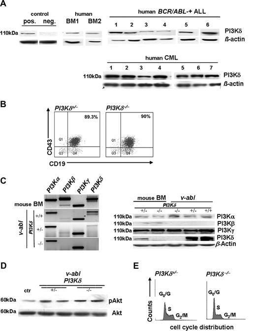 Figure 1. PI3Kδ protein expression in BCR/ABL+ leukemia. (A) Immunoblotting for PI3Kδ in cell extracts from 6 patients with BCR/ABL+ ALL and 7 patients with CML (right panel, top and bottom). All samples express PI3Kδ. Healthy human bone marrow and naive murine PI3Kδ+/− and PI3Kδ−/− bone marrow preparations served as controls. (B) Typical example of FACS-based analysis of CD19 and CD43 surface expression of v-abl—transformed murine PI3Kδ+/− and PI3Kδ−/− cell lines (n = 6 for each genotype analyzed). (C) Representative RT-PCR analysis of PI3Kα, β, γ, and δ isoform expression in freshly isolated bone marrow cells and in v-abl–transformed PI3Kδ+/+, PI3Kδ+/−, and PI3Kδ−/− cell lines (left panel). Western blot analysis of PI3Kα, β, δ, and PI3Kγ in stable v-abl–transformed cell lines (right panel). MACS-purified pro-B cells derived from PI3Kδ+/− and PI3Kδ−/− bone marrow served as positive and negative controls, respectively. (D) Western blot analysis of phosphorylated Akt in v-abl–transformed PI3Kδ+/− and PI3Kδ−/− cell lines. NIH3T3 cells were used as control (ctr). (E) Cell-cycle profiles of v-abl–transformed PI3Kδ+/− and PI3Kδ−/− cell lines.