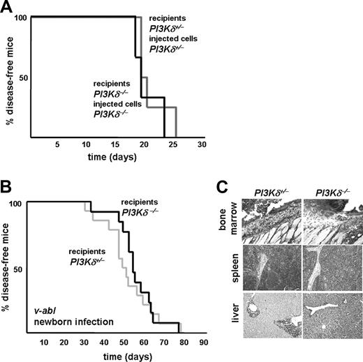 Figure 4. Net effect of PI3Kδ deficiency for leukemia development. (A) Kaplan-Meier plot of PI3Kδ+/− recipients after injection of PI3Kδ+/− v-abl–transformed cells and of PI3Kδ−/− recipients after injection of PI3Kδ−/− v-abl–transformed cells. Matching genotypes of recipient animals with the genotype of the injected cell line abolished any differences in leukemia onset and progression (log-rank test; P = .95). (B) Accordingly, upon v-abl infection of newborn PI3Kδ+/− and PI3Kδ−/− recipients, no significant difference in survival kinetics was detected (log-rank test; P = 0.7). No differences were observed between PI3Kδ+/+ and PI3Kδ+/− control animals, as verified in an independent experiment (data not shown). (C) H&E-stained histologic sections of infiltrated bone marrow (top row), spleen (middle row), and liver (bottom row) of PI3Kδ+/− and PI3Kδ−/− animals that had been challenged with v-abl at the newborn age (magnification, ×100, Zeiss AxioImager 21, 10× objective, NA 0.25, air, camera: Pixelink Color, 1600 × 1200; software: PixelINK Capture 3.0).