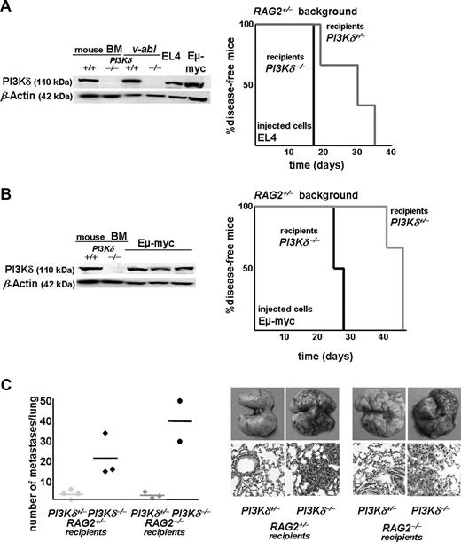 Figure 7. PI3Kδ−/− mice in additional hematologic and nonhematologic tumor models. (A) PI3Kδ protein expression in murine leukemic cell lines. Naive murine PI3Kδ+/− and PI3Kδ−/− bone marrow preparations served as controls. Kaplan-Meier plot after injection of EL4 cells intravenously into PI3Kδ+/−RAG2+/− and PI3Kδ−/−RAG2+/− recipients (log-rank test; P = .045). (B) PI3Kδ protein is expressed in Eμ-myc–derived leukemic cells. Upon injection of Eμ-myc–derived cells, PI3Kδ−/−RAG2+/− recipients succumbed to disease significantly faster than PI3Kδ+/−RAG2+/− littermate controls (log-rank test; P = .039). (C) B16 melanoma cells were injected intravenously and numbers of metastatic infiltrates per lung were counted under the binocular microscope. RAG2+/−PI3Kδ−/− recipient mice showed a significantly higher number of metastatic infiltrates than RAG2+/−PI3Kδ+/− (P = .005), and this was also true on the RAG2−/− background (P = .015). Horizontal lines indicate data mean. Thus, increased tumor formation in PI3Kδ−/− mice is not restricted to lymphoid malignancies. Formation of lung metastasis in littermate controls (top panels: photographs, digital camera, Canon EOS 300D; bottom panels: H&E-stained histologic sections of lungs; magnification, ×20 Zeiss AxioImager 71; see Figure 2B).