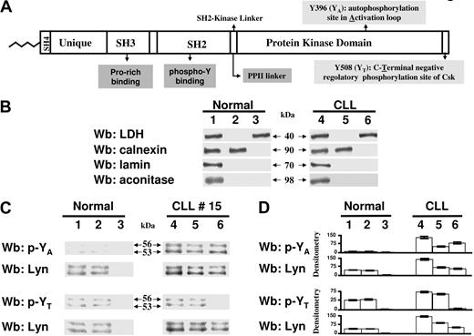 Figure 1. Aberrant phosphorylation state of Lyn in B-CLL. (A) Schematic representation of domain structure and functional properties of Lyn along with the 2 phosphorylation sites recognized by the specific antibodies. (B) Whole B-cell lysates (lanes 1 and 4), microsomes (lanes 2 and 5), and cytosol (lanes 3 and 6) were assayed by Western blot analysis with anti-LDH (cytosolic marker), anticalnexin (microsomal marker), antilamin (nuclear marker), and antiaconitase (mitochondrial marker) antibodies. Western blots are representative of samples from 5 normal donors (left, lanes 1-3), and of those from 10 CLL patients (right, lanes 4-6) are shown. (C) Whole B-cell lysates (lanes 1 and 4), microsomes (lanes 2 and 5), and cytosol (lanes 3 and 6) from one normal donor (lanes 1-3) and from CLL patient 15 (lanes 4-6) were analyzed by immunoblotting with anti-pYA, anti-pYT and, after stripping, reprobed with anti-Lyn antibody. Molecular weight (kDa) corresponding to p53 and p56 isoforms of Lyn are indicated in the middle. (D) Densitometric analysis (arbitrary units) of anti-pYA, anti-pYT, and anti-Lyn bands of whole cell lysates (lanes 1 and 4), microsomes (lanes 2 and 5), and cytosol (lanes 3 and 6) from 5 normal (lanes 1-3) and 40 B-CLL samples (lanes 4-6) is shown. Data are mean plus or minus SD from 3 separate experiments. Whole cell lysates, microsomes, and cytosol were prepared as detailed in “Methods.”
