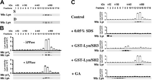 Figure 2. Purification and characterization of Lyn complex from cytosol of B-CLL. (A) Cytosol from 15 × 106 freshly isolated B-CLL cells lysed by sonication (top panel, S) or, alternatively, by douncing (bottom panel, D) was loaded on top of a linear glycerol gradient (10%-40%) and centrifuged 18 hours at 100 000g in an SW60Ti rotor (Beckman Coulter) at 4°C. Eighteen fractions (200 μL each) were collected from top and analyzed by immunoblotting with anti-Lyn antibody. The figure is representative of experiments performed in triplicate on samples from each of 5 B-CLL patients. (B) Cytosol, from 15 × 106 freshly isolated B-CLL cells lysed by sonication, was treated without (upper panel, −λPPase) or with λPPase (bottom panel, + λPPase), and subjected to the separation procedure described in panel A. Eighteen fractions (200 μL each) were collected from top, assayed for Lyn activity tested on Src-specific peptide substrate cdc2(6-20), and analyzed by immunoblotting with anti-pYA antibody and, after stripping, with anti-Lyn antibody. The figure is representative of experiments performed in triplicate on samples from each of 40 B-CLL patients. (C) Fractions 13 and 14 (CL complex) of the cytosol purified from 75 × 106 B-CCL cells and subjected to a linear glycerol gradient under the conditions described in panel A were collected and split into 5 aliquots, which were incubated for 30 minutes at 4°C in the absence (control) or presence of 0.05% SDS, 0.1 μM GST-Lyn/SH3, 0.1 μM GST-Lyn/SH2, and 0.1 μM GA, respectively. The treated samples were then subjected separately to glycerol gradient centrifugation as described in panel A, and aliquots of the resulting fractions were assayed for Lyn activity tested on Src-specific peptide substrate cdc2(6-20), and analyzed by immunoblotting, with anti-Lyn antibody. The figure is representative of experiments performed in triplicate on samples from 10 B-CLL patients. Downward arrows represent position of molecular weight standards on glycerol gradients, glutamate dehydrogenase (62 kDa), alcohol dehydrogenase (150 kDa), apoferritin (443 kDa), and thyroglobulin (669 kDa; Sigma-Aldrich), indicated to estimate the molecular weight of the protein complexes on parallel gradient runs.