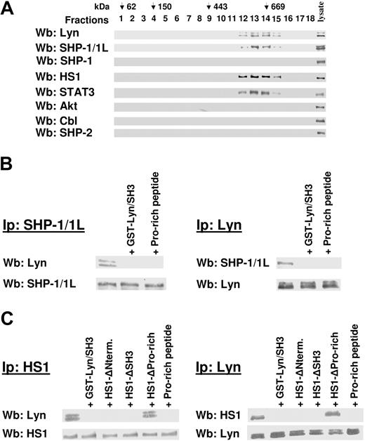 Figure 3. SH3 domain of cytosolic Lyn binds to HS1 and SHP-1L proteins. (A) Cytosol from 15 × 106 freshly isolated B-CLL cells lysed by sonication was subjected to the separation procedure described in Figure 2A. Fractions 13 and 14 (CL complex) were collected and resubmitted to an additional centrifugation step on a glycerol gradient. Aliquots of the gradient fractions were analyzed by immunoblotting with anti-Lyn, anti-SHP-1/1L, anti-SHP-1, anti-HS1, anti-STAT3, anti-Akt, anti-Cbl, and anti-SHP-2 antibodies. Whole cell lysates from 2 × 105 B-CLL cells were probed with the same antibodies as positive controls. Downward arrows represent position of molecular weight standards on glycerol gradients, glutamate dehydrogenase (62 kDa), alcohol dehydrogenase (150 kDa), apoferritin (443 kDa), and thyroglobulin (669 kDa; Sigma-Aldrich), indicated to estimate the molecular weight of the protein complexes on parallel gradient runs. (B) CL complex purified after 2 centrifugation steps on a glycerol gradient, as described in panel A, was collected, and aliquots were treated for 30 minutes at 4°C in the absence or presence of 0.1 μM GST/SH3-Lyn and 0.1 μM Pro-rich peptide, further subjected to immunoprecipitation by anti–SHP-1/1L and anti-Lyn antibodies, and assayed for Lyn and SHP-1/1L, respectively. (C) Same fractions as in panel B were collected, and aliquots were treated for 30 minutes at 4°C in the absence or presence of 0.1 μM GST/SH3-Lyn, 0.1 μM HS1ΔN-term, 0.1 μM HS1ΔSH3, 0.1 μM HS1-ΔPro-rich, 0.1 μM Pro-rich peptide, further subjected to immunoprecipitation by anti-HS1 and anti-Lyn antibodies, and assayed for Lyn and HS1, respectively.