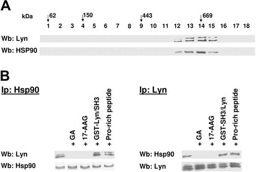 Figure 4. Hsp90 is detectable in Lyn complex and interacts with Lyn. (A) Cytosol from 15 × 106 freshly isolated B-CLL cells lysed by sonication was subjected to the separation procedure described in Figure 2A. Fractions 13 and 14 (CL complex) were collected and resubmitted to an additional centrifugation step on a glycerol gradient. Aliquots of the gradient fractions were analyzed by immunoblotting with anti-Lyn and anti-Hsp90 antibodies. Downward arrows represent position of molecular weight markers on glycerol gradient. (B) CL complex purified after 2 centrifugation steps on a glycerol gradient, as described in panel A, was collected, and aliquots were treated for 30 minutes at 4°C in the absence or presence of 0.1 μM GA, 0.1 μM 17-AAG, 0.1 μM GST/SH3-Lyn, and 0.1 μM Pro-rich peptide, respectively, and further subjected to immunoprecipitation by anti-Hsp90 or anti-Lyn antibodies. Immunoprecipitates were subsequently assayed both for Lyn and Hsp90, respectively. The figure is representative of experiments performed in triplicate on samples from 40 B-CLL patients.