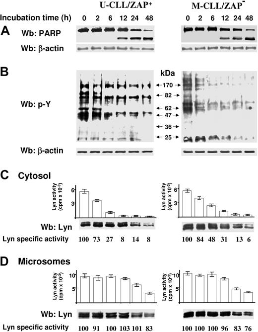 Figure 6. Analysis of Lyn activity and protein level during GA-mediated apoptosis of B-CLL cells. Unmutated CLL/ZAP+ (U-CLL/ZAP+) and mutated CLL/ZAP− (M-CLL/ZAP−) cells were cultured for the indicated times, in the presence of 0.1 μM GA. (A) After GA treatment, U-CLL/ZAP+ and M-CLL/ZAP− cells were lysed and analyzed by immunostaining with antibodies raised against PARP. Blots were stripped and reprobed with anti–β-actin antibody as loading control. (B) After GA treatment, U-CLL/ZAP+ and M-CLL/ZAP− cells were lysed and analyzed by immunostaining with antibody raised against phospho-Tyr (pY). Molecular mass of protein standards are indicated in the middle. Blots were stripped and reprobed with anti–β-actin antibody as loading control. (C,D) After GA treatment, U-CLL/ZAP+ and M-CLL/ZAP− cells were lysed by sonication in an isotonic buffer and subjected to differential centrifugation to separate cytosolic (C) and microsomal (D) fractions. Comparable aliquots were assayed for in vitro Lyn activity on Src-specific peptide substrate cdc2(6-20) and by Western blotting for Lyn. Lyn-specific activity is calculated as ratio of Lyn activity (bar graphs) over densitometric values of Western blot analysis for Lyn (panel below bar graphs) by standardizing the ratios of each control to the value of 100. All calculated SD values are less than 10%. Data are representative of experiments performed in triplicate on samples from each of 16 B-CLL patients.