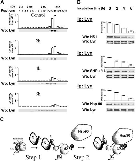 Figure 7. Monitoring of Lyn-complex degradation during GA treatment. B-CLL cells were cultured in the presence of GA for different times, as described in Figure 6. (A) Cells were lysed by sonication in an isotonic buffer and subjected to differential centrifugation to separate microsomal and cytosolic fractions. Cytosol underwent glycerol gradient centrifugation, as described above. Fractions were collected from top and assayed for in vitro Lyn activity on Src-specific peptide substrate cdc2(6-20) and by Western blotting for Lyn. (B) Cytosol, isolated from B-CLL cells as in panel A, was immunoprecipitated with anti-Lyn antibody. Immunocomplexes were then probed with anti-HS1, anti–SHP-1/1L, and anti-Hsp90, respectively. Blots were then stripped and reprobed with anti-Lyn antibody. The bar graph above the blot panels represents the values of a densitometric analysis (arbitrary units) of anti-HS1, anti–SHP-1/1L, and anti-Hsp90 bands, expressed as mean plus or minus SD. Data are representative of 3 experiments performed with 8 B-CLL samples. (C) Proposed model for sequential binding of ligands in the assembly of the CL complex. Step 1 indicates SH3 binding proteins (X) can promote displacement of the PPII motif in the SH2-kinase linker from the SH3 domain, thus inducing an “open” conformation; Step 2, association of Hsp90 with the N-terminal lobe of Lyn catalytic domain stabilizes the complex and maintains the kinase in an active conformation.