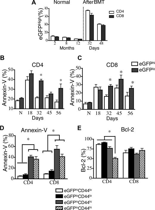 Figure 4. Recent thymic emigrants and CD44lo T cells are less sensitive to peripheral apoptosis. Lethally irradiated (850 cGy) 8- to 10-week-old BALB/c mice were transplanted with 5 × 106 TCD Rag2-eGFP Tg BM. n = 5. DATA are representative of 1 of 3 independent experiments. (A) Percentages of eGFPhi splenic CD4+ and CD8+ T cells in 2-, 8-, and 12-month-old RAG2-eGFP animals that did not receive transplants, and percentages of CD4+ and CD8+ donor-derived eGFPhi splenic T cells in animals that received transplants at days 32 and 48 were determined. Donor cells were defined as H-2Dd negative. (B,C) Donor CD4+ and CD8+ splenocytes (H-2Dd–negative cells) from TCD-BMT recipients were subsetted according to eGFP expression and analyzed for apoptosis by annexin-V staining on days 18, 32, 45, and 56 after transplantation. Mice that did not receive transplants were also analyzed and are denoted by “N” in these figures. (D) Donor splenocytes (H-2Dd–negative cells) from TCD-BMT recipients were subsetted according to eGFP and CD44 expression. T-cell apoptosis was evaluated by annexin-V staining. (F) Donor splenocytes (H-2Dd–negative cells) from TCD-BMT recipients were subsetted according to eGFP and CD44 expression. Intracellular Bcl-2 levels were measured.