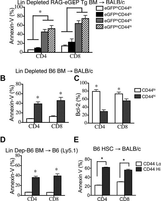 Figure 5. CD44hi T cells are donor BM-derived and persistently apoptotic in recipients of MHC-mismatched or MHC-matched allogeneic TCD-BMT or syngeneic TCD-BMT. (A) Lethally irradiated (850 cGy) 8- to 10-week-old BALB/c mice were transplanted with 105 lineage-depleted RAG2-eGFP Tg BM and harvested on day 42. Donor-derived (H-2Dd negative) CD4+ and CD8+ T cells were analyzed. Data representative of 2 independent experiments is shown. (B) Lethally irradiated (850 cGy) 8- to 10-week-old BALB/c mice were transplanted with 105 lineage-depleted B6 BM and harvested at day 42. Donor-derived (H-2Dd negative) CD4+ and CD8+ splenic T cells were analyzed for apoptosis with annexin-V staining. (C) Mice received transplants and were harvested as in (B), and the intracellular levels of Bcl-2 in donor CD44hi and CD44lo, CD4+ and CD8+ T-cell subsets were determined. (D) Lethally irradiated (850 cGy) 8- to 10-week-old B6 mice were transplanted with 105 lineage-depleted B6 Ly5.1+ BM and harvested at day 42. Percentages of apoptotic donor-derived (H-2Dd negative) T cells were determined by annexin-V staining. n = 5. (E) Lethally irradiated (850 cGy) 8- to 10-week-old BALB/c mice were transplanted with 104 purified B6 LSK stem cells and analyzed on day 52. Percentages of apoptotic donor-derived (H-2Dd negative) T cells were determined by annexin-V staining (n = 5).