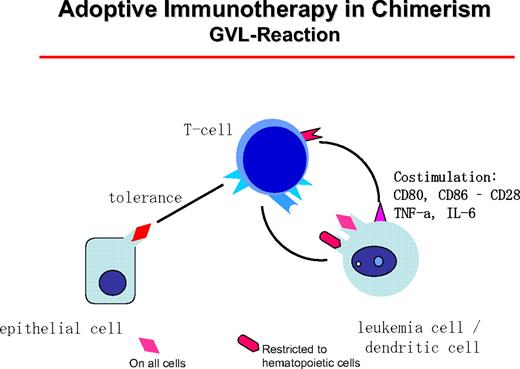 Figure 5. The GVL reaction is maintained by the interaction of host DCs of leukemia origin that presents mHA restricted to hematopoietic tissue or mHA with general distribution. These can be presented on epithelial cells at a lower concentration, leaving a hematopoiesis-restricted activity.