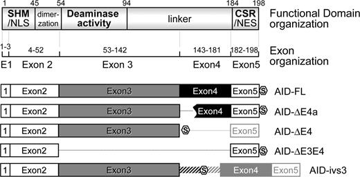 Figure 1. Schematic comparison of the functional domain organization in AID- splicing variants. The alignment shows that separate AID functional domains are encoded by different exons, some of which are selectively excluded from AID-splicing variants. The numbers are the amino acid positions. Hexagon-shaped stop signs mark the translational stops of the various AID-spliced products. Exon and intron sequences that are not part of the protein coding region are in light gray color.