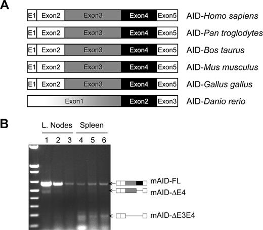 Figure 3. AID alternative splicing is conserved among vertebrates. (A) Alignment of the AICDA exon organization of human (Homo sapiens), chimpanzee (P troglodytes), cattle (B taurus), mouse (M musculus), chicken (G gallus), and zebrafish (D rerio). (B) Murine B-cell AID alternative splicing. Agarose gel image of AID RT-PCR performed using mouse lymph node (LN) and spleen (SP) B cells.