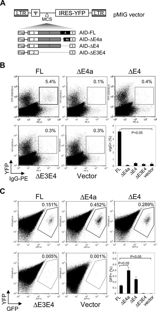 Figure 5. Restoration of SHM and CSR by complementation with expression of AID variants. (A) Cartoon representation of retroviral constructs of AID variants. (B) Flow cytometry assessing CSR in AID-deficient spleen cells stimulated with IL-4 and LPS and infected with retroviruses-expressing FL or alternatively spliced AID variants. CSR was measured by the number of YFP-positive cells acquiring IgG1 cell surface expression in the gated viable population. Numbers indicate percentage of IgG1+GFP+ cells (top right). Dot-plot data are representative of 4 individual experiments that are summarized in the bar-chart panel. The P values were obtained using a 1-tailed t test. (C) Flow cytometry assessing SHM activity by scoring GFP reversion frequencies. Murine 70Z/3 cells stably expressing a GFP transgene with a premature stop codon were infected with retroviruses expressing FL or alternatively spliced AID variants. SHM activity was measured by the number of YFP (Y axis) positive cells acquiring GFP (X axis) expression over 6 weeks of time. Numbers indicate the percentage of YFP+GFP+ cells (top right). Dot-plot data are representative of 4 individual experiments which are summarized in the bar-chart panel. The P values were obtained using a 1-tailed t test.