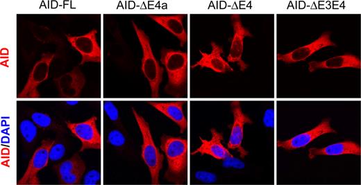 Figure 6. Subcellular localization of overexpressed AID variants. Flag epitope- tagged AID variants (as indicated) were transiently overexpressed in HeLa cells, and cells were then stained with anti-Flag antibody (red) and counterstained with DAPI (blue) to detect nuclear DNA.
