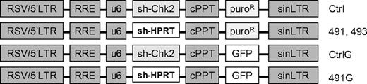 Figure 1. Schematic diagram of plasmids. LTR indicates long-terminal repeat; RRE, Rev response element; U6, human U6 promoter; cPPT, central polypurine tract; puroR, puromycin resistance; GFP, green fluorescent protein; sh-Chk2, short hairpin directed against human Chk2; sh-HPRT, short hairpin directed against HPRT.