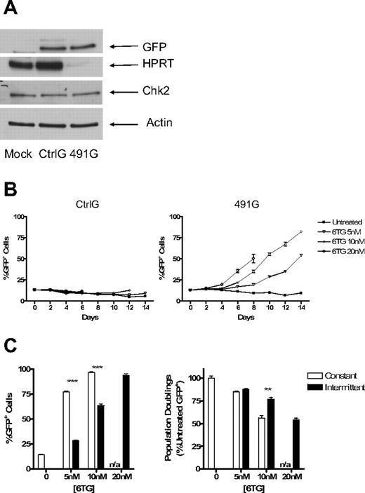 Figure 3. Knockdown of HPRT allows for selection of marked cells in mixed cultures of transduced and untransduced cells. The puromycin resistance gene was replaced with the gene for GFP in the Ctrl and 491 plasmids, resulting in plasmids CtrlG and 491G. Fl5.12 cells were transduced and sorted for GFP+ cells. (A) Western blot analysis of cell lysates from sorted GFP+ cells and untransduced cells with antibodies against HPRT, Chk2 (sc-9064; Santa Cruz Biotechnology), GFP (Clontech, Mountain View, CA), and actin. (B) GFP+ cells were mixed with untransduced cells at a ratio of 1:10. The mixed cultures were then subject to treatment with 6TG or no drug. The percentage of GFP+ cells is plotted against time (P < .001 for 6TG 5 and 10 nM compared with untreated; ANOVA). (C) The same mixed cultures of 491G transduced and untransduced cells were subjected to either constant or intermittent treatment with 6TG or no drug. Intermittent treatment consisted of 48 hours of exposure to 6TG alternating with 96 hours with no drug. The percentage of GFP+ cells after 16 days of treatment is shown on the left, whereas the number of population doublings of GFP+ cells is graphed as a percentage of the number of population doublings of untreated GFP+ cells on the right. n/a indicates constant treatment with 20 nM 6TG resulted in cell death by 10 days, even in cells with knockdown of HPRT. **P < .01; ***P < .001.
