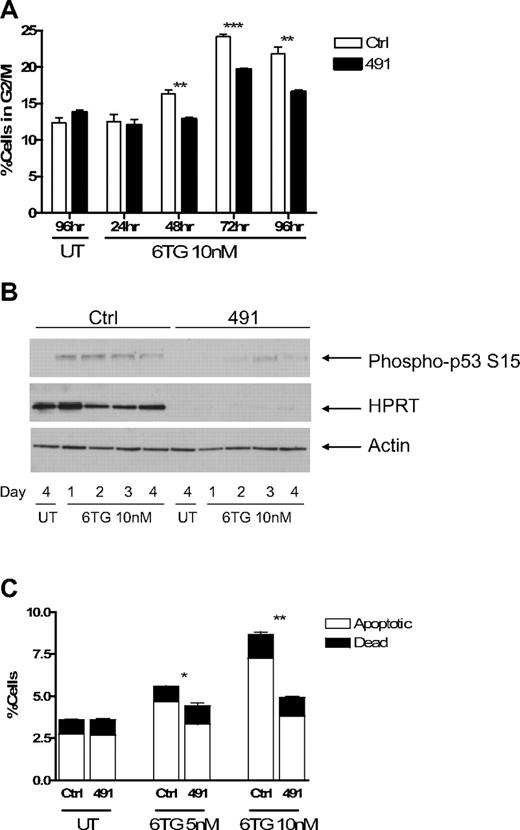 Figure 4. Cells with impaired function of HPRT escape G2/M checkpoint arrest and apoptosis induced by 6TG. Fl5.12 cells transduced with Ctrl or 491 were cultured in the presence of 10 nM 6TG or no drug (UT). (A) At the indicated time points, a fraction of the culture was fixed, stained with PI, and analyzed by flow cytometry. The percentage of cells in the G2/M phase of the cell cycle (as defined by 4N DNA content) is graphed. **P < .01. ***P < .001. (B) Whole cell lysates from the indicated time points were subject to Western blot analysis with antibodies against p53 phosphorylated at serine 15 (P-p53; ab 9284; Cell Signaling Technology, Danvers, MA), HPRT, and actin. (C) After 3 days of treatment, a fraction of the culture was stained with fluorescein isothiocyanate-linked annexin V and PI and analyzed by flow cytometry. The percentages of apoptotic (annexin V+-PI−) and dead (annexin V+-PI+) cells are graphed. *P < .05. **P < .01.