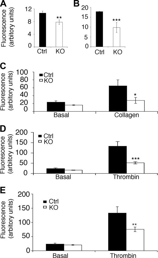 Figure 2. ILK is required for the up-regulation of integrin αIIbβ3 function. The exposure of integrin αIIbβ3 on the platelet surface was measured by flow cytometry in resting platelets (A; **P ≤ .01), and thrombin-stimulated platelets (B; ***P ≤ .01). Fibrinogen binding was assessed in the ILK-deficient and control (Ctrl) platelets using FITC-labeled fibrinogen and flow cytometry. Platelets were stimulated with either collagen (C; *P ≤ .05) or thrombin (D; ***P ≤ .005) (average reduction of 60% in the KO compared with the WT). Data for fibrinogen binding upon thrombin activation was normalized to account for the reduction in surface receptors (E). All data expressed as mean plus or minus SEM, n = 4.