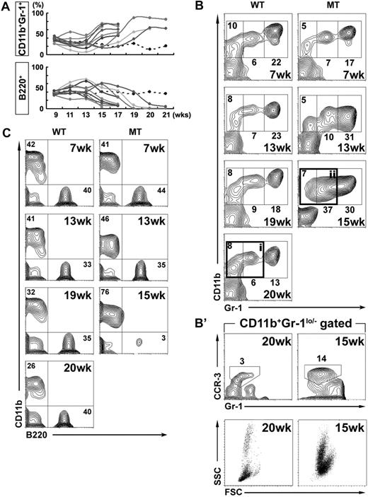 Figure 3. The disease progression in the MMTV-Cre;Mib1f/f mice. (A) Biweekly monitoring of the peripheral blood cells from MMTV-Cre;Mib1+/f (dotted line, representative data) and MMTV-Cre;Mib1f/f (solid line, 9 individuals) mice by flow cytometry. (B,C) The representative CD11b/Gr-1 (B) and B220/CD11b (C) expression profiles of the blood cells of MMTV-Cre;Mib1+/f (WT) and MMTV-Cre;Mib1f/f (MT) mice are shown. (B′) Flow cytometric analysis of the CD11b+Gr-1lo/− gated blood cells from WT (i) and MT (ii) at 20 and 15 weeks of age, respectively. Note that the CD11b+Gr-1lo/− cells consisted of a significant proportion of CCR-3+ and SSChi cells in the blood cells of MT.