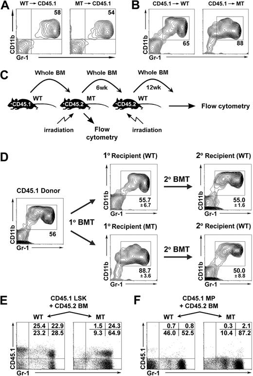 Figure 5. MPD caused by the Mib1-null microenvironment. (A,B) Reciprocal BMT. Lethally irradiated CD45.1 mice were injected intravenously with BM cells from 12-week-old CD45.2 MMTV-Cre;Mib1+/f (left, n = 5) and MMTV-Cre;Mib1f/f (right, n = 5) mice. Twelve weeks after transplantation, the reconstituted BM cells were analyzed by flow cytometry (A). A representative of 10 independent experiments is shown. Lethally irradiated 7- to 9-week-old CD45.2 MMTV-Cre;Mib1+/f (left, n = 5) and MMTV-Cre;Mib1f/f (right, n = 5) mice were injected intravenously with CD45.1 congenic BM cells. Six weeks after transplantation, the reconstituted BM cells were analyzed by flow cytometry (B). A representative of 10 independent experiments is shown. (C,D) Secondary BMT. Primary and secondary BMT were performed as schematically depicted (C) and were analyzed by flow cytometry (D). Numbers around rectangles indicate the mean plus or minus SD (n = 3). (E,F) Microenvironment-induced MPD initiation by LSK. Lethally irradiated 7- to 9-week-old CD45.2 MMTV-Cre;Mib1+/f (WT, n = 2) and MMTV-Cre;Mib1f/f (MT, n = 3) mice were injected intravenously with 4.0 × 103 sorted CD45.1 congenic LSK cells (E) or 8.0 × 104 MP cells (F) along with 5.0 × 106 CD45.2 wild-type whole BM cells. The blood cells from each recipient mouse were analyzed by flow cytometry 3.5 weeks after transplantation.