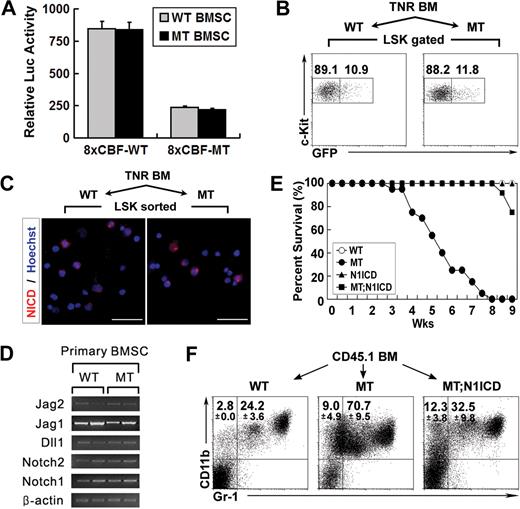 Figure 6. Defective Notch activation in the Mib1-null microenvironment leads to an MPD. (A) Potential of Mib1-inactivated primary BM stromal cells to readily activate Notch signaling. The wild-type and mutant stromal cells were cocultured with C2C12-Notch1 cells transfected with the 8× wild-type and mutant CBF-Luc vectors. Twenty-four hours after coculture, luciferase activity was measured. The 8× mutant CBF-Luc lacks the CBF-binding sites and was used as a control. (B,C) Intact Notch activation in LSKs in the Mib1-null microenvironment. Lethally irradiated 4.5-week-old WT (n = 3) and MT (n = 3) mice were injected intravenously with 5 × 106 BM cells from transgenic notch reporter mice.9 At 6.5 weeks after transplantation (mutant recipient mice suffered from an MPD), LSKs from reconstituted BM cells were analyzed by flow cytometry (B) and immunocytochemistry with cleaved Notch1 antibody (Val1744, in red) (C). Numbers indicate the distribution of GFP-negative (left rectangle) and -positive (right rectangle) LSKs. Scale bar: 10 μm. (D) Semiquantitative RT-PCR analysis of Notch/Notch ligands in cultured primary BM stromal cells. β-Actin was used for normalization. (E,F) Survival rate (E) and flow cytometric analysis of blood cells (F) from the reconstituted mice. Lethally irradiated 7- to 9-week-old CD45.2 MMTV-Cre;Mib1+/f (WT, n = 10), MMTV-Cre;Mib1f/f (MT, n = 20), MMTV-Cre;Rosa-Notch1 (N1ICD, n = 10), and MMTV-Cre;Mib1f/f; Rosa-Notch1 (MT;N1ICD, n = 12) mice were injected intravenously with 5 × 106 CD45.1 BM cells. Flow cytometric analysis of each BMT recipient mouse 7 weeks after transplantation (F). Numbers indicate the mean plus or minus SD (n = 5).