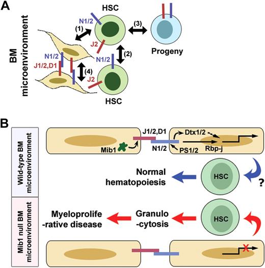 Figure 7. Hypothesis of novel Notch signaling in the BM during normal hematopoiesis and myeloproliferative disease. (A) Schematic representation of possible Notch/Notch ligand interactions in the BM: (1) BM microenvironment-HSC, (2) HSC-HSC, (3) HSC-progeny, and (4) BM microenvironment-BM microenvironment. (B) Proposed novel Notch signaling in the BM microenvironment. Mib1 regulates Notch ligands, such as Jag1, Jag2, or Dll1, in BM microenvironmental cells to send Notch signaling into other BM microenvironmental cells. In the Notch signal-receiving BM microenvironmental cells, Notch signaling activated by Presenilin1/2 is transduced to Rbp-jκ or Deltex, and eventually turns on the transcription of target genes. Unknown signaling pathways from the wild-type BM microenvironment control HSCs to maintain normal hematopoiesis. In the Mib1-null BM microenvironment, however, defective Notch activation between the BM microenvironmental cells causes the HSCs to become myeloproliferative through an unidentified mechanism.
