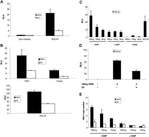 Figure 6. E2 inhibit DC maturation triggered by 5′ triphosphate viral RNA. MCF-7 cells were transfected with IFNβ promoter reporter construct driving firefly luciferase(A) alone or (B) along with a plasmid expressing RIG-I (top panel), RIG IN (bottom panel), or an empty plasmid. Cells were then pretreated or not with 10 μg/mL E2 and 24 hours later and infected with NDV-B1 (MOI = 0.5) for 6 to 8 hours (top panel) or just pretreated for 24 hours with E2 (bottom panel). The Relative Luciferase Units (RLUs) were measured 6 to 8 hours after NDV-B1 infection and RIG-IN transfection, respectively. (C) Cells were cotransfected with NDV genomic RNA (50 ng, 100 ng, 200 ng), treated or not with CIAP, or transected with irrelevant human mRNA (50 ng, 100 ng, 200 ng) along with IFNβ promoter reporter. As a control for the activation of the IFNβ promoter, cells were also infected with NDV-B1 for 6 hours. Cells pretreated or not with E2 were: (D) cotransfected with 100 ng viral RNA along with IFNβ promoter reporter for 6 to 8 hours or (E) transfected with viral RNA (50, 100, 200 ng) treated or not treated with CIAP. RIG-I expression was measured by RTqPCR 6 hours after infection. Results are presented as mean plus or minus SD and are representative of 3 experiments.