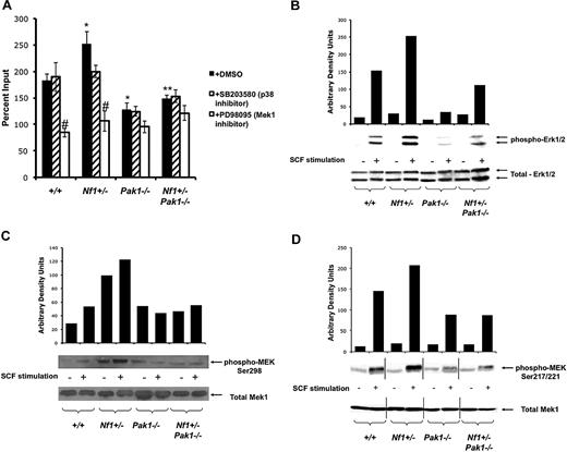 Figure 2. A Pak/MAPK pathway regulates Nf1 haploinsufficient mast cell hyperproliferation. (A) Mast cells were starved overnight in RPMI and plated in a 24-well plate at 3 × 105 per well in triplicate samples after treatment with DMSO (control; ■), 10 μM of selective p38 inhibitor SB203580 (), or 10 μM of selective Mek1 inhibitor PD98059 (□). Cells were then stimulated with 25 ng of SCF for 72 hours, and viable cells were measured by trypan blue exclusion. Results are expressed as percentage of input number of cells at 72 hours after stimulation. Each value represents the mean, and the error bars represent the SEM of 6 independent experiments. *P < .05 compared with WT control. **P < .05 compared with Nf1+/− control. #P < .05 compared with DMSO treated cells within a genotype using Student unpaired t test. (B-D) Mast cells were serum starved overnight, stimulated with SCF, and cell lysates isolated at 0 and 2 minutes after stimulation. A total of 100 μg of protein was used for each time point. Levels of active Erk1 (B) and Mek1 (C,D) were determined by Western blotting using phospho-specific antibodies. Levels of total Erk1 and Mek1 are shown as loading controls. Western blot of the results is shown and is a representative of 3 independent experiments. Vertical lines in panel D have been inserted to indicate repositioned gel lanes for consistency with other blots.