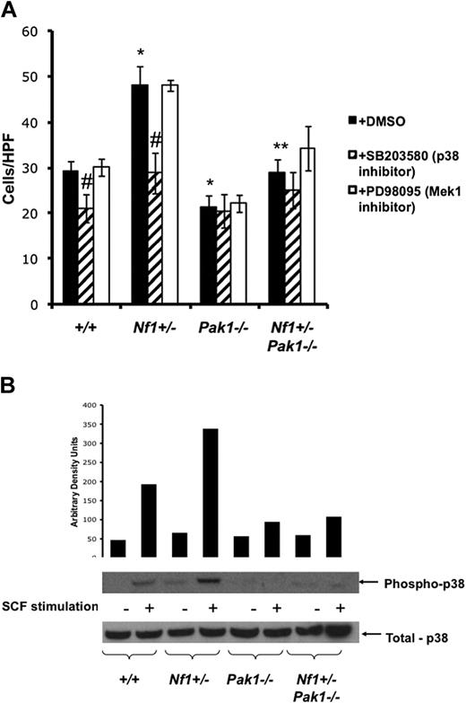 Figure 3. Increased migration of Nf1+/− mast cells is mediated through a Pak/p38 pathway. (A) Mast cells were starved overnight in RPMI without serum and plated in the upper well of a transwell chamber at 105 per well in triplicate samples after treatment with DMSO (control; ■), 10 μM of selective p38 inhibitor SB203580 (), or 10 μM of selective Mek1 inhibitor PD98059 (□). Cells were then stimulated with 25 ng of SCF in the lower chamber for 4 hours, and mast cells that had migrated to the bottom surface of the CH296-coated membrane in response to SCF were counted after staining the cells with crystal violet. Results are expressed as cells per 20× high-power field. Each value represents the mean; error bars represent the SEM of 6 independent experiments. *P < .05 compared with WT control. **P < .05 compared with Nf1+/− control. #P < .05 compared with DMSO-treated cells within a genotype using Student unpaired t test. (B) Mast cells were serum starved overnight, stimulated with SCF, and cell lysates isolated at 0 and 5 minutes after stimulation. A total of 100 μg of protein was used for each time point. Levels of active p38 were determined by Western blotting using phospho-specific antibodies. Level of total p38 is shown as a loading control. Western blot of the results is shown and is representative of 3 independent experiments.