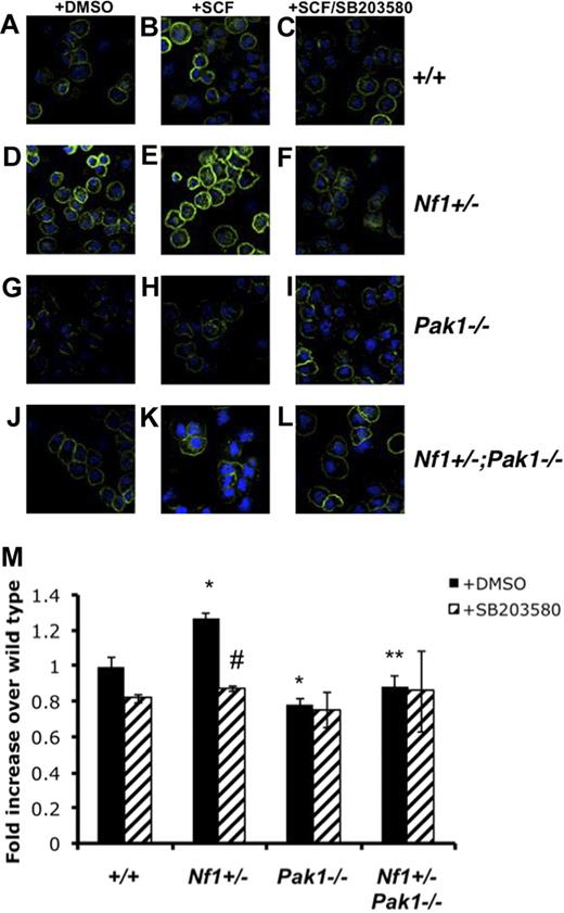 Figure 4. Pak1 and p38 cooperate to regulate activation and organization of the F-actin cytoskeleton. Mast cells were starved overnight in RPMI and plated in the upper well of a transwell chamber at 105 per well in triplicate samples after treatment with DMSO or 10 μM of selective p38 inhibitor SB203580. Cells were then stimulated with 25 ng of SCF in the lower chamber for 30 minutes, and mast cells were removed from the upper chamber for phalloidin staining of the F-actin cytoskeleton. (A-L) Representative micrographs of phalloidin-stained mast cells analyzed with the Zeiss UV LSM-510 confocal microscope system equipped with a UV Argon laser (351, 364 nm excitation), a visible Argon laser (458, 488 nm excitation) and two Helium-Neon lasers (543, 633 nm excitation). The microscope was equipped with 4 epifluorescence detectors and 1 transillumination detector. The system was mounted on a Zeiss Axiovert 100 inverted microscope and software for image analysis was Zeiss LSM browser R 4.0 (all Carl Zeiss, Thornwood, NY). Green indicates phalloidin stain; blue, DAPI nuclear stain. Original magnification ×400. (M) Fluorescence intensity of phalloidin-stained mast cells, determined by fluorescence cytometry. Data are expressed as fold increases over WT levels; each value represents the mean, and error bars represent the SEM of 6 independent experiments. *P < .05 compared with WT control. **P < .05 compared with Nf1+/− control. #P < .05 compared with DMSO-treated cells within a genotype using Student unpaired t test.