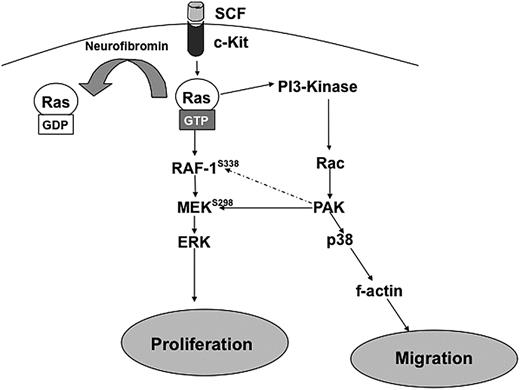 Figure 6. Schematic representation of hypothesized pathways explaining how Nf1 haploinsufficient-associated increases in proliferation and migration are dependent on Pak1 signaling. Hatched arrows represent potential downstream effectors of Pak1.