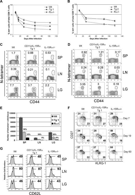 Figure 3. Role of IL-15Rα+ DCs in a viral immune response. The kinetics of an antiviral CD8 T-cell response was compared among different groups of mice by measuring the percent of VSV-specific CD8 T cells present in the peripheral blood as determined by N-tetramer staining: (A) CD11c-IL-15Rα Tg-1, (B) CD11c-IL-15Rα Tg-2. (C,D) Dot plots show the percent of N-tetramer+ cells versus CD44 expression after gating on CD8+ cells present in SP, LN, and LG 25 weeks after infection in Tg-1 (C) and Tg-2 (D). (E) Graphs show total numbers of N-tetramer+ cells recovered from the various tissues in Wt, Tg-1, and IL-15Rα−/− mice. Error bars represent SD, n = 2. Numbers above the bars represent percent of Wt mice. (F) KLRG-1 and CD27 expression on N-tetramer+ CD8 T cells in peripheral blood at indicated times after infection. (G) Histograms show CD62L expression by N-tetramer+ CD8 T cells in various tissues 25 weeks after infection.