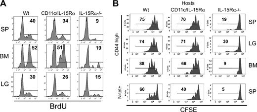 Figure 4. Homeostatic proliferation of memory CD8 T cells. (A) Histograms show the percentage of VSV-N–specific memory CD8 T cells that have incorporated BrdU. (B) Spleen cells from normal, CD45.1+, VSV-infected mice were enriched for CD8 T cells, labeled with CFSE, and transferred to various CD45.2+ hosts. Two months after transfer, lymphocytes from SP, LG, and BM were analyzed for CFSE intensity. Top panels show CFSE dilution in CD45.1+ CD44hi CD8+ T cells (memory-phenotype) in various tissues. Bottom row depicts CFSE dilution in splenic N-tetramer+ cells.