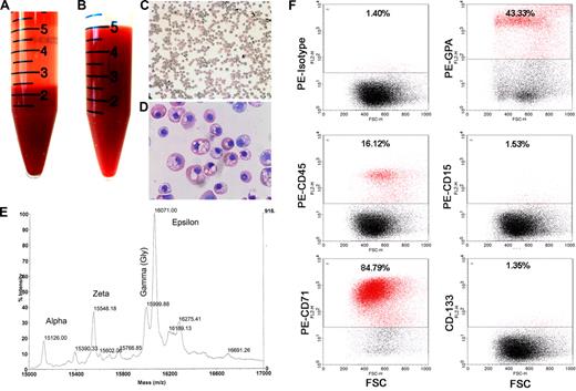 Figure 1. Large-scale production of erythroid cells from hESCs. (A) Erythroid cells (pellet) derived from 2 × 106 human ESCs. (B) Erythroid cells from panel A were resuspended in equivalent hematocrit of human whole blood. (C,D) Morphology of erythroid cells derived from human ESCs (C: original magnification ×200; D: original magnification ×1000). (E) Electrospray ionization mass spectra of globin chains in hemoglobins from hESC-derived erythroid cells, confirming the presence of α, ζ, ϵ, and γ globins. The observed molecular weight for each of the globins is shown. (F) Flow cytometric analysis of hESC-derived erythroid cells. Erythroid cells derived from hESCs were labeled with specific antibodies conjugated with phycoerythrin and analyzed on a FacScan flow cytometer (BD Biosciences) with the CellQuest program. Corresponding unspecific isotype antibodies conjugated with the same dyes were used as negative controls.