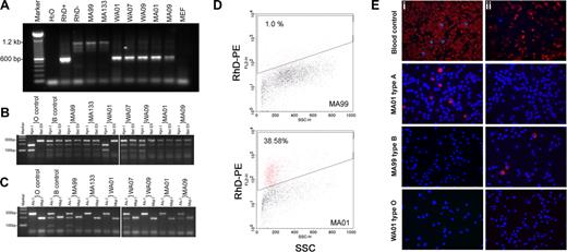 Figure 3. Characterization of Rh(D) and ABO genotype of hESC lines by PCR. (A) Genotyping of RhD locus: Specific primers were designed for the Rh locus that when Rh(D) positive DNA was used, 1200-bp (weak) and 600-bp PCR products were amplified; whereas DNA from RhD-negative cells generated only the 1200-bp fragment. (B,C) Genotyping of the ABO locus: 2 pairs of primers were designed to amplify 2 regions of the ABO locus. The PCR products were digested with restriction enzymes to distinguish ABO types. Vertical white lines have been inserted in panels B and C to indicate repositioned gel lanes. ABO and Rh(D) genotypes are as follows: WA01, O( + ); MA99, B(−); MA133, A(−); WA07 and MA09, B( + ); and WA09 and MA01, A( + ). (D) RhD antigen expression analysis on erythroid cells derived from MA01 and MA99 hESCs by FACS. Erythroid cells generated from MA01 and MA99 hESCs were stained with phycoerythrin-labeled monoclonal anti-RhD antibody and analyzed by FACS. (E) ABO type characterization of hESC-derived erythroid cells. (i) Cells stained with monoclonal antibody against A-antigen (original magnification ×400). (ii) Cells stained with monoclonal antibody against B-antigen (original magnification ×400).
