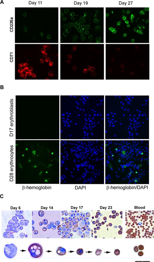 Figure 5. Maturation of hESC-derived erythroid cells mimic erythroid development. (A) Expression of CD235a, a mature erythrocyte marker, increases with time; and CD71, an immature RBC marker, shows a decrease in expression over time. (B) Expression of β-globin chain in hESC-derived erythroid cells. Cytospin samples of hESC-derived erythroid cells collected from day17 and day 28 differentiation and maturation cultures were stained with human β-globin chain specific antibody. (C) Progressive maturation of hESC-derived erythroid cells in vitro. Progressive morphologic changes from blast cells to erythroblasts, and eventually matured erythrocytes are accompanied by significant increase of hemoglobin and decrease in size during their in vitro differentiation and maturation. Cells were stained with both Wright-Giemsa and benzidine (A,B: original magnification ×200).