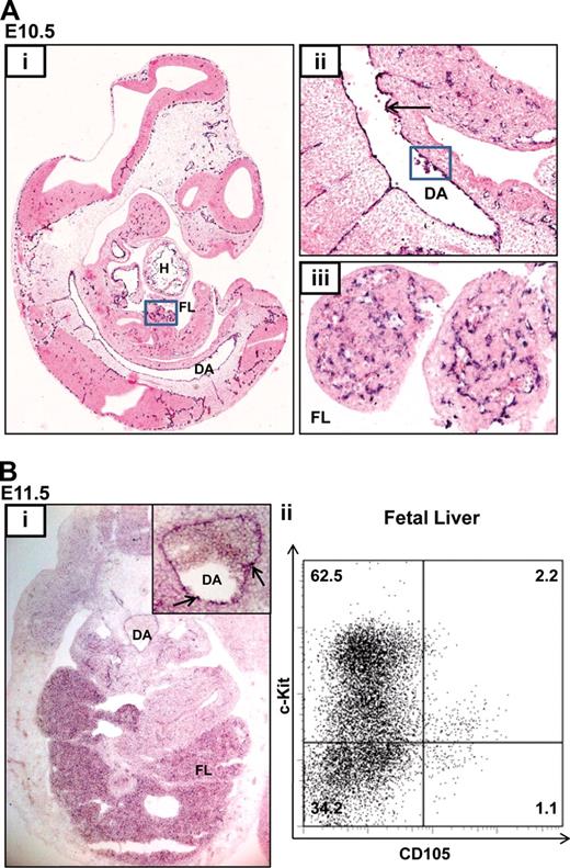 Figure 1. Endoglin is expressed in blood and endothelium in the developing embryo. (A) In situ hybridization (ISH) for Eng RNA in an E10.5 embryo. (i) Sagittal section of a paraffin embedded whole-mount embryo (×4); endoglin (black-purple stain) is expressed in the lining of the cardiac chambers (H), DA, FL (boxed), and vasculature of multiple tissues. (ii) Magnified view (×20) of the DA showing concentration of Eng RNA in the hemogenic endothelium (↑) and in blood clusters (boxed). (iii) Magnified view (×40) of the FL. (B) Endoglin expression at E11.5. (i) ISH for Eng RNA. Transverse cryosection (×20) of an embryo at the level of the AGM shows expression in FL and DA. The inset shows a magnified view (×40) of the DA with Eng RNA concentrated in blood clusters (↑). (ii) Flow cytometry plots showing Eng (CD105) expression in approximately 3% of FL cells. DA, dorsal aorta; FL, fetal liver; H, heart.
