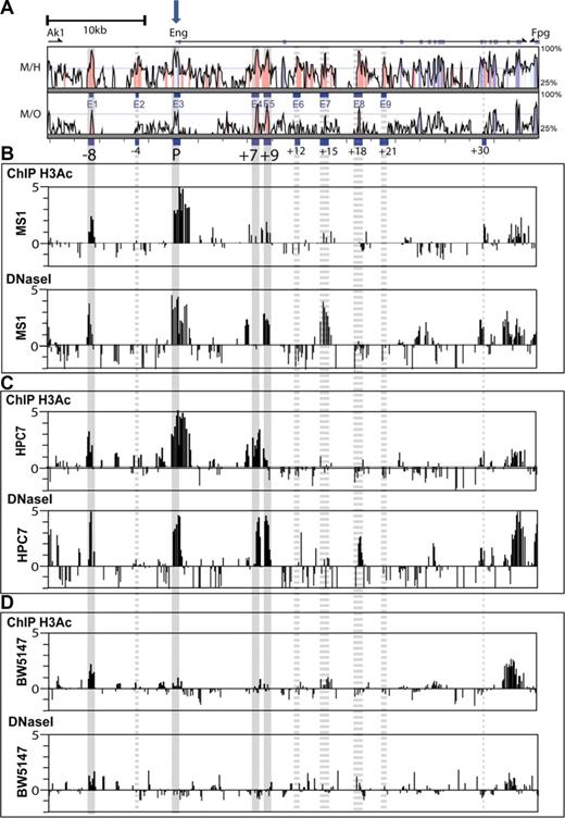 Figure 2. Chromatin accessibility profiles across the Eng locus of endothelial and blood progenitor cell lines. (A) Vista plots of sequence alignments of mammalian Eng loci. M, Mus musculus; H, Homo sapiens, and O, Monodelphis domestica. Conserved regions are displayed relative to their positions in the mouse genome (horizontal axis). Segments that show more than 66% sequence identity (indicated on the vertical axis) at the nucleotide level over a 100-bp window are highlighted in pink (noncoding regions) or cyan (coding exons). Exons are displayed above the comparison plots in cyan. Eng exon1 is marked with a block arrow. (B-D) Array-based histone acetylation state (H3Ac ChIP-chip) and DNaseI hypersensitive site profiles across the Eng loci of MS1 endothelial cells, HPC-7 hematopoietic progenitor cells, and BW5147 T-cells. Samples were hybridized in triplicate and fold enrichment over nonenriched input (normalized to the median of values across the Eng locus) is plotted (log2) against genomic position in kilobases. The width of each bar represents the width of each spotted oligonucleotide on the array. The gray longitudinal bars highlight regions of chromatin accessibility that overlap with genomic regions that are highly conserved in mammals. Accessibility at these conserved regions was either consistent (solid bars) or not (dashed bars) between ChIP-chip and DNaseI hypersensitivity. (B) In endoglin-expressing MS1 endothelial cells, significant enrichments (ie, chromatin accessibility) was noted on both profiles at the Eng promoter (P), the −8kb endothelial enhancer (−8), and also at a 500-bp region 9 kb downstream of the promoter (+9). (C) In endoglin-expressing HPC-7 cells chromatin accessibility was noted on both profiles at the Eng promoter (P) and also at the −8, +7 (∼ 500-bp region 7 kb downstream of the promoter) and +9 regions. (D) In endoglin-nonexpressing BW 5147 cells the Eng promoter (P) was not accessible.