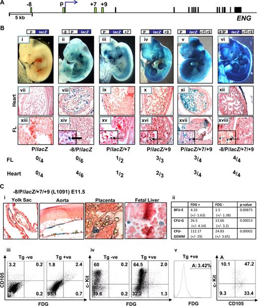 Figure 3. The Eng +7 and Eng +9 regions target blood progenitors in developing embryos. (A) Schematic diagram of the human ENG locus. The exons and enhancer fragments are drawn to scale and are represented as black and green rectangles, respectively. (B) F0 transgenic embryos generated using various ENG fragments subcloned into ENG (P) promoter lacZ constructs. (i-vi) representative X-Gal stained whole-mount E11.5 embryos. (vii-xii) Sections (magnified ×20) through the hearts of corresponding embryos; (vii) no endocardial staining; (viii-xii) variable degrees of endocardial staining. (xiii-xviii) Sections (magnified ×20; insets ×100) through the livers of corresponding embryos; (xiii) no staining in FL cells; (xiv) staining of flat endothelial cells (); (xv-xviii) staining of round hematopoietic cells (). A table summarizing the number of X-Gal stained F0 transgenic embryos that showed staining in the heart and/or liver out of the number of transgenic embryos generated with each construct is also shown. (C) Analyses of E11.5 embryos from a litter of −8/P/lacZ/+7/+9 (L1091) x WT crosses. (i) Tissue sections from X-Gal stained embryos showing reporter activity in yolk sac and dorsal aorta endothelium and blood cells in the placenta and fetal liver (magnified ×20, ×40, ×100, respectively). (ii) A table summarizing results from in vitro colony-forming assays using sorted cell fractions from FDG treated E11.5 FLs. (iii-v) Flow cytometry of FDG treated nontransgenic and transgenic E11.5 FLs from a litter of −8/P/lacZ/+7/+9 (L1091) x WT crosses. The transgene targets 3% to 4% of FL cells; the majority of which are (iii) endoglin positive, (iv) c-Kit positive, (v) endoglin and c-Kit dual positive. BFU-E, burst-forming unit-erythroid; CFU-G, colony-forming unit-granulocyte; CFU-GEMM, colony-forming unit granulocyte/erythroid/macrophage/megakaryocyte.