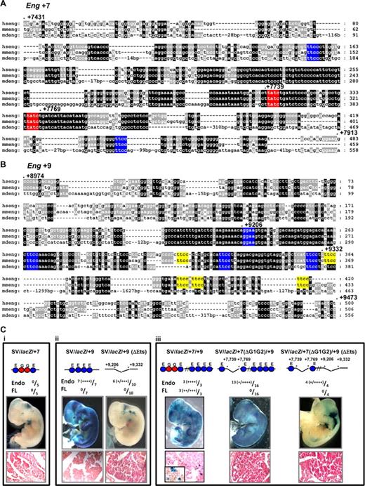 Figure 4. Activity of the Eng +7 and Eng +9 enhancers require conserved Ets and/or Gata TF binding sites. (A) Nucleotide sequence alignment of the Eng +7 enhancer with conserved Ets binding sites marked in blue and Gata binding sites in red. The nucleotide numbering is relative to the first ATG. (B) Nucleotide sequence alignment of the Eng +9 enhancer with Ets binding sites conserved in human/mouse/opossum marked in blue and human/mouse but not opossum in yellow. (C) Representative X-Gal stained wholemount E11.5 F0 transgenic embryos generated with various wild-type or mutant Eng +7 and/or Eng +9 fragments subcloned into a SV40 promoter/lacZ reporter (SV/lacZ). Fully conserved Ets (E) and Gata (G) binding sites are represented as circles. The number of transgenic embryos with endothelial and/or fetal liver staining relative to number generated is also shown. The degree of X-gal staining is indicated as weak (+) to strong (+‖+‖+‖+). (i) SV/lacZ/ + 7 embryos show minimal blood/endothelial staining. (ii) SV/lacZ/+9 embryos show strong endothelial but little blood staining. SV/lacZ/+9 (ΔEts; missing region with fully conserved Ets binding sites in Eng +9) embryos show variable endothelial staining (some embryos show none) but no fetal liver staining. (iii) SV/lacZ/+7/+9 embryos show strong blood and endothelial staining. SV/lacZ7 (ΔG1G2)/+9 (missing region with conserved Gata binding sites in Eng +7) embryos show variable endothelial and no blood staining. SV/lacZ/+7(ΔG1G2)/+9 (ΔEts; missing region with conserved Gata sites in Eng +7 and fully conserved Ets sites in Eng +9) embryos show variable endothelial and no blood staining. Tissue sections magnified ×40; inset ×100.