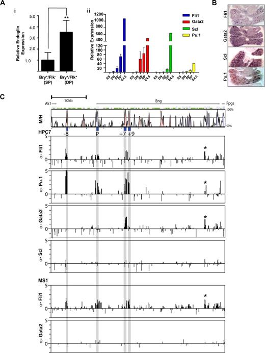 Figure 5. Fli1, Pu.1, and Gata2 bind the endoglin hematopoietic enhancers in vivo. (A) Variation in gene expression during in vitro differentiation of GFP-Bry ES cells to embryoid bodies. (i) Levels of endoglin expression in hemangioblast containing DP (Bry+/Flk+) cells relative to prehemangioblast SP (Bry+/Flk−) cells. (ii) TF levels in ES cells, cell fractions sorted from day 3.5 (DN, SP, and DP) and unsorted day 4.5 EBs. (B) In situ hybridization for Fli1, Gata2, Scl, and Pu.1 transcripts in fetal livers of E11.5 mouse embryos (magnified ×10). (C) ChIP-chip profiles of TF binding across the Eng locus of HPC-7 hematopoietic progenitor cells. Vista plots of sequence alignments of mouse and human Eng loci are shown in the top panel with ChIP-chip profiles shown below. The gray bars indicate the genomic positions of the conserved −8, P, +7 and +9 segments. ChIP assays were performed in HPC-7 hematopoietic progenitor cells with anti-Fli1, -Pu.1, -Gata2, and -Scl antibodies and MS1 endothelial cells with anti-Fli1 and Gata2 antibodies. Samples were hybridized in triplicate and fold enrichment over nonenriched input (normalized to the median of values across the Eng locus) is plotted (log2) against genomic position in kilobases. The width of each bar represents the width of each spotted oligonucleotide on the array. The HPC-7 plots show enrichment of Fli1 and Pu.1 at the Eng promoter and the Eng −8, Eng +7 and Eng +9 enhancers, enrichment of Gata2 at the Eng +7 enhancer but no enrichment of Scl at the Eng locus. The enrichment profile of Fli1 in MS1 cells is similar to that of HPC-7 cells but Gata2 is not enriched at the Eng locus in endothelial cells. EB, Embryoid Body; DN, Double Negative; SP, Single Positive; DP, Double Positive.