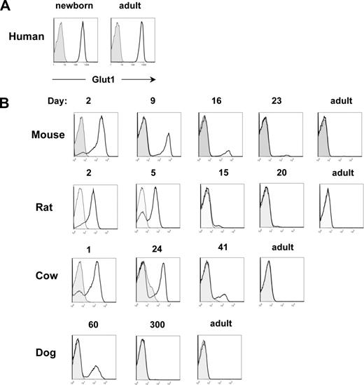 Figure 1. Glut1 is highly expressed on erythrocytes of all mammalian species during the neonatal period. (A) Surface Glut1 expression was assessed on neonatal and adult human RBCs obtained from umbilical cord and peripheral blood samples, respectively, using an eGFP-tagged HTLV receptor-binding domain (HRBD) fusion protein17 that specifically binds this transporter.16 (B) Glut1 expression was monitored on murine, rat, bovine, and canine erythrocytes at the indicated day of life. Control stainings are presented as shaded histograms.