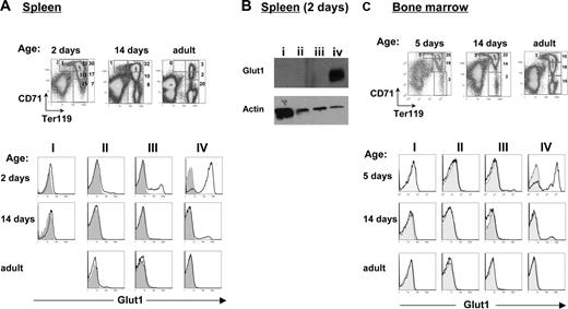 Figure 2. Glut1 expression during erythroblast maturation is age-dependent. (A) Freshly isolated splenocytes obtained from 2-day-old, 14-day-old, and adult mice were stained with CD71 and Ter119 antibodies; density plots are shown. The percentages of cells in each region indicated in each plot, broadly correspond to proerythroblasts (region I), basophilic erythroblasts (region II), late basophilic/polychromatophilic erythroblasts (region III), and orthochromatophilic erythroblasts (region IV), as previously described.22 The relative expression of Glut1 in each of the 4 regions was determined by gating on the identified CD71/Ter119 populations. Shaded histograms show nonspecific staining. (B) At 2 days of age, splenic cells from regions I to IV were FACS-sorted as indicated in the dot plots in panel A. Total levels of Glut1 in each population were assessed by immunoblotting with a polyclonal anti-Glut1 antibody. Protein levels in each lane were controlled by staining with an antiactin antibody. (C) Erythroblast maturation in the bone marrows of 5-day-old, 14-day-old, and adult mice was assessed as described. The relative percentages of erythroid precursors in regions I to IV are indicated in dot plots showing CD71 staining as a function of Ter119. At each age, histograms showing surface Glut1 staining in the 4 regions are presented.