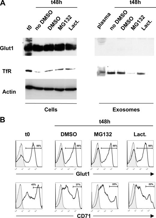 Figure 3. Glut1 expression is maintained during reticulocyte maturation and is not released in exosomes. (A) Red blood cells were obtained from 5-day-old mice (t0,) and reticulocyte maturation was induced by ex vivo culture (t48) in the absence or presence of the proteasome inhibitors MG132 and lactacystine (lact) or the DMSO solvent as a control. The levels of Glut1 and transferrin receptor (TfR) were monitored in all cell samples by immunoblot analysis using specific polyclonal and monoclonal antibodies, respectively (left panels). Exosomes from the plasma of 5-day-old mice as well as from 48-hour ex vivo–differentiated reticulocyte cultures described in panel A were obtained by differential centrifugation. Glut1 and TfR levels were monitored by immunoblot. (B) Surface Glut1 and TfR expression was monitored in freshly isolated RBCs from 5-day-old mice as well as following the 48-hour ex vivo maturation in the absence (DMSO) or presence of the proteasome inhibitors indicated. The percentage of Glut1+ and TfRhi cells is indicated in each histogram.
