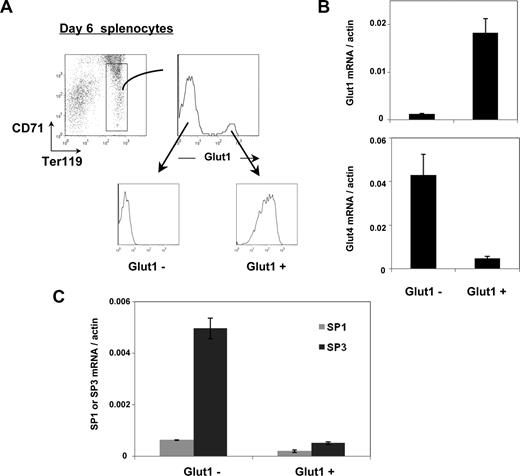 Figure 6. Inverse relationship between Glut1 and Glut4 expression during neonatal erythropoiesis is associated with a decreased SP3/SP1 ratio. (A) Ter119+/CD71lo erythroblasts isolated from splenocytes of 6-day-old mice are indicated in the dot plot and surface Glut1 expression was assessed as shown in the histogram. Glut1+ and Glut1− erythroblasts were FACS-sorted and the Glut1 profiles of the 2 sorted populations are shown. (B) Glut1 and Glut4 mRNA levels in the sorted Glut1+ and Glut1− erythroblasts were assessed by qRT-PCR using the respective primers and normalized to actin. Means plus SD are shown. (C) Expression of the Sp1 and Sp3 zinc-finger transcription factors was assessed in the Glut1− and Glut1+ erythroblast subsets by qRT-PCR and normalized to actin. Means plus SD are shown.