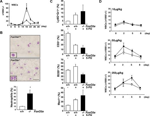 Figure 1. FoxO3a-deficient mice develop neutrophilia following 5-FU injection. (A) A drastic increase in WBC count was detected FoxO3a-deficient mice 18 days after 5-FU treatment. ■ indicates WBC counts in FoxO3a-deficient mice (n = 10); and ○, WBC counts in wild-type mice (n = 10). Data are mean counts (×1000/μL) plus or minus SD of WBCs in FoxO3a-deficient or wild-type mice. *P < .01. (B) (Top panels) Peripheral blood images stained with May-Gruenwald Giemsa obtained from 8- to 12-week-old FoxO3a-deficient or wild-type mice 18 days after 5-FU treatment (inset, high magnification). (Bottom panel) Data are mean frequency (%) plus or minus SD of neutrophils determined by May-Gruenwald Giemsa staining in peripheral WBCs from FoxO3a-deficient (■; n = 5) or wild-type (□; n = 5) mice 18 days after 5-FU (250 mg/kg) treatment. *P < .01. Bar represents 100 μm. (C) Peripheral blood mononuclear cells were isolated from 8- to 12-week-old FoxO3a-deficient (■; n = 4) or wild-type (□; n = 3) mice 17 days after 5-FU treatment, and the expression of Ly6G, Gr1, CD3, B220, and Mac1 was analyzed by FACS. Data are mean frequency (%) plus or minus SD of indicated population in peripheral blood mononuclear cells. (D) Peripheral WBC counts in 8- to 12-week-old FoxO3a-deficient or wild-type mice administered subcutaneously with indicated G-CSF concentrations. ■ indicates WBC counts in FoxO3a-deficient mice (n = 3); and □, WBC counts in wild-type mice (n = 3). Data are mean counts (×1000/μL) plus or minus SD of WBCs.