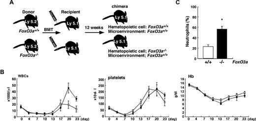 Figure 2. Cell-autonomous regulation of granulopoiesis by FoxO3a. (A) A schematic experimental procedure is shown. BMT indicates bone marrow transplantation. (B) Peripheral blood counts in mice that received a transplant of wild-type (□; n = 5) or FoxO3a-deficient (■; n = 5) cells following 5-FU treatment. Data are means (×1000/μL) plus or minus SD of WBCs (×1000/μL), plus or minus SD of platelets, and (grams per deciliter) plus or minus SD of Hb. (C) Mice that received a transplant of FoxO3a-deficient cells develop neutrophilia following 5-FU injection. The peripheral blood smear was stained with May-Gruenwald Giemsa, and the frequency of neutrophils in peripheral blood was determined. Data are mean frequency (%) plus or minus SD of neutrophils in peripheral WBCs of mice that received a transplant of FoxO3a-deficient (■; n = 5) or wild-type (□; n = 5) cells 18 days after 5-FU injection. *P < .01.