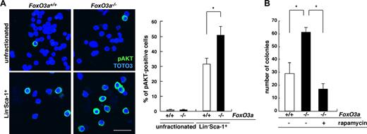 Figure 3. AKT is activated in HSCs of FoxO3a-deficient mice during hematopoietic recovery after 5-FU–induced myelosuppressive stress. (A) (Left panel) Phospho-AKT immunostaining in BM mononuclear cells (unfractionated) or Lin−Sca-1+ cells 2 days after 5-FU injection in 8- to 12-week-old FoxO3a-deficient or wild-type mice. (Right panel) Data mean frequency (%) plus or minus SD of phospho-AKT–positive cells in Lin−Sca-1+ cells (n = 5). *P < .01. Bar represents 100 μm. (B) FoxO3a-deficient cells are hyperresponsive to G-CSF, a phenotype rescued by rapamycin treatment. Results are means plus or minus SD of the number of colonies (n = 5). *P < .01.