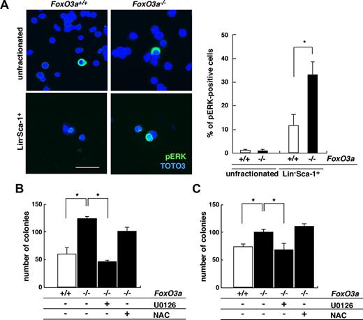 Figure 4. ERK is phosphorylated in HSCs of FoxO3a-deficient mice during hematopoietic recovery after 5-FU–induced myelosuppressive stress conditions. (A) (Left panel) Phospho-ERK immunostaining in BM mononuclear cells (unfractionated) or Lin−Sca-1+ cells 2 days after 5-FU injection in 8- to 12-week-old FoxO3a-deficient or wild-type mice. (Right panel) Data are mean frequency (%) plus or minus SD of phospho-ERK–positive cells in Lin−Sca-1+ cells (n = 5). *P < .01. Bar represents 100 μm. (B,C) FoxO3a-deficient cells are hyperresponsive to G-CSF (B) and IL-3 (C) and their phenotypes are restored by U0126 but not NAC treatment. Bone marrow mononuclear cells were isolated from wild-type and FoxO3a-deficient mice and cultured with 10 ng/mL G-CSF or 10 ng/mL IL-3 in methylcellulose medium for 7 days; then the number of colonies was scored. □ indicates wild-type cells (n = 5); and ■, FoxO3a-deficient cells (n = 5). Results are mean plus or minus SD of the number of colonies. *P < .01.