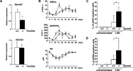 Figure 5. Spred2 is downstream of FoxO3a and mediates granulopoiesis. (A) Spred2 but not SOCS3 expression in Lin−Sca1+c-Kit+ (LSK) cells was down-regulated in FoxO3a-deficient mice. Data are means plus or minus SD of Spred2 or SOCS3 expression relative to GAPDH in FoxO3a-deficient LSK cells (■; n = 5) relative to wild-type LSK (□; n = 5) cells. *P < .01. (B) Spred2-deficient mice develop granulopoiesis during hematopoietic recovery following 5-FU injection. Data shown are means plus or minus SD of WBCs (×1000/μL), platelets (×104/μL), or Hb (g/dL) of Spred2-deficient (■; n = 5) or wild-type (□; n = 5) mice. (C,D) AKT and ERK are activated in HSCs of FoxO3a-deficient mice during hematopoietic recovery after 5-FU–induced myelosuppressive stress. BM mononuclear cells (unfractionated) or Lin−Sca-1+ cells were isolated from 8- to 12-week-old Spred2-deficient or wild-type mice 2 days after 5-FU injection and stained with phospho-AKT (C) or phospho-ERK (D), and the frequency of phospho-AKT (C)– or phospho-ERK (D)–positive cells was determined. Data are mean frequency (%) plus or minus SD of phospho-AKT or ERK-positive cells. *P < .05.