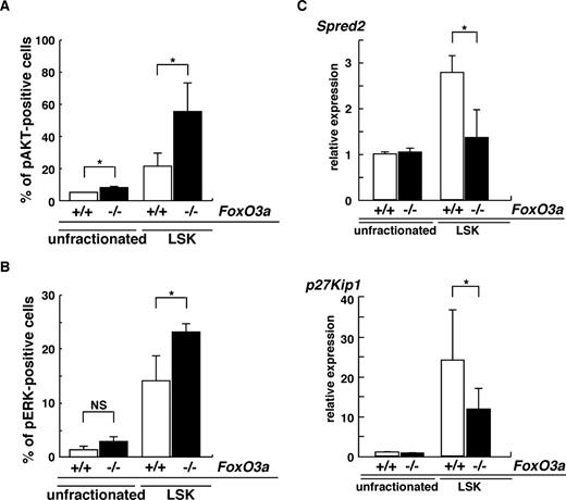 Figure 6. HSCs in aged FoxO3a-deficient mice are phenotypically similar to HSCs in FoxO3a-deficient mice injected with 5-FU. (A,B) Data are mean frequencies (%) plus or minus SD of phospho-AKT (A)– or ERK (B)–positive cells in LSK cells from aged FoxO3a+/+ (□; n = 3) or FoxO3a−/− (■; n = 3) cells. *P < .05. (C) Spred2 and p27Kip1 are down-regulated in LSK cells from aged FoxO3a-deficient mice. Data are means plus or minus SD of Spred2 and p27Kip1 expression relative to GAPDH in LSK or unfractionated cells from aged FoxO3a-deficient mice (■; n = 3) relative to unfractionated cells from aged wild-type mice (□; n = 3). *P < .01.