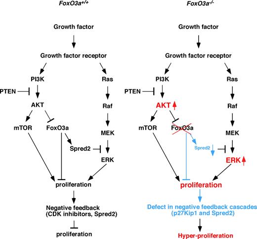 Figure 7. Regulation of cell proliferation by FoxO3a. (Left) Growth factor signals in HSCs of stressed or aged wild-type mice. Growth factor signals activate both AKT-mTOR and MEK-ERK pathways. These pathways cooperatively stimulate cell proliferation, in turn up-regulating Spred2 and CDK inhibitors to oppose proliferation through negative feedback. (Right) Growth factor signals in HSCs of stressed or aged FoxO3a-deficient mice. In the absence of FoxO3a, negative feedback pathways up-regulating Spred2 and p27Kip1 expression and antagonizing proliferation are strongly inhibited in HSCs, and AKT and ERK are hyperactivated, resulting in myeloproliferation.